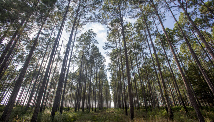 Georgia - National Association Of State Foresters